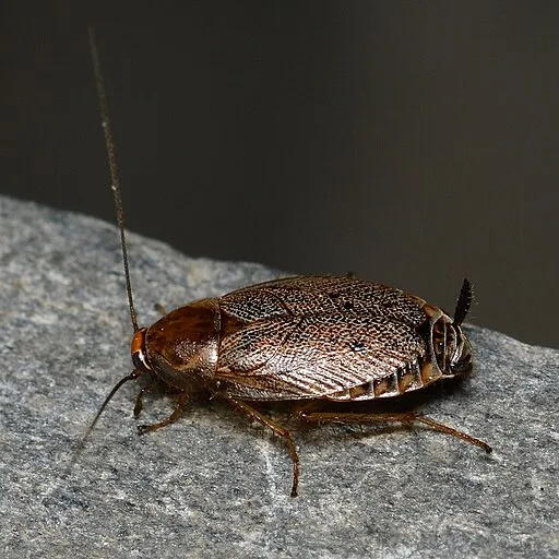 COCKROACH
