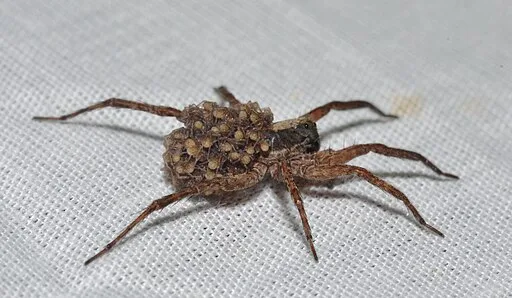 Wolf spider