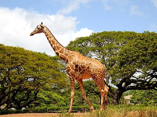 Giraffe