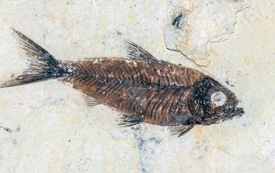 Ancient Fish Fossil Found with Last Meal Intact!