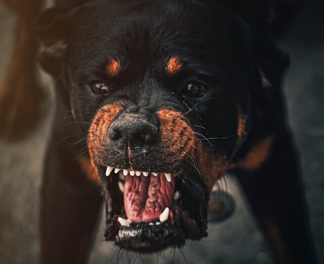 Baby Mauled in Denton Dog Attack as Two Adults Also Injured