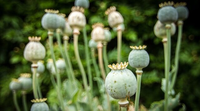 Afghanistan Opium Ban: A Nation in Transition