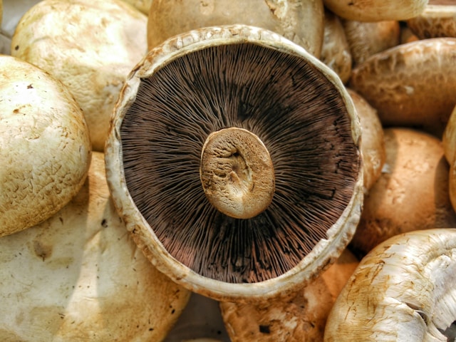 Erin Patterson Denies Poison Plot as Mushroom Murder