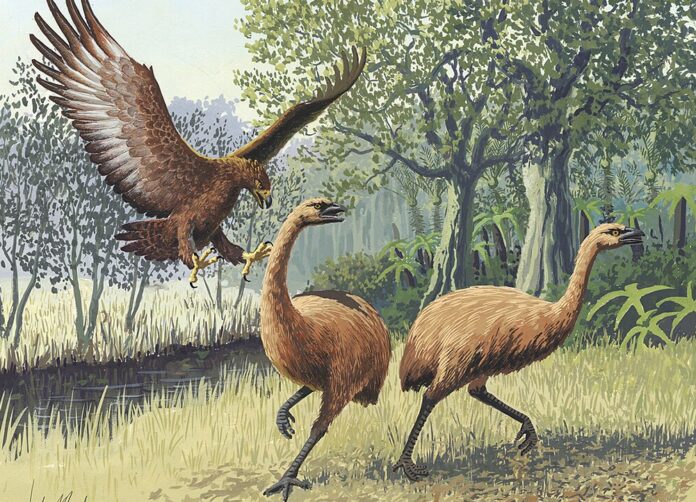 Scientists Aim to Resurrect Extinct 12-Foot Moa Bird