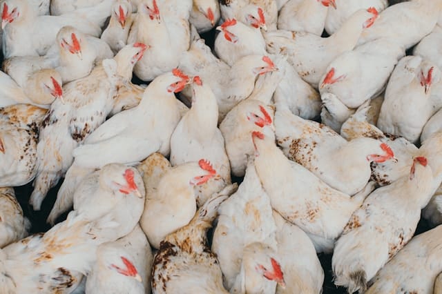 First Human Death from H5N2 Bird Flu Strain Confirmed in Mexico