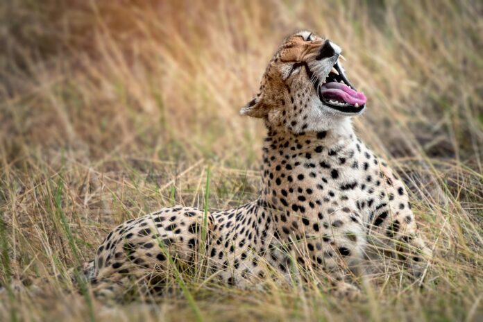 UK Faces Legal Battle Over Wildlife: Nature Conservation Groups