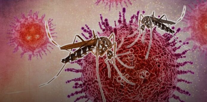 Oropouche Virus Claims Lives in Brazil Amidst Rising Cases