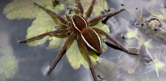 Fern Raft Spiders Thrive Again in the UK After Near Extinction