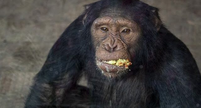 Chimpanzees in Uganda Use Medicinal Plants to Heal